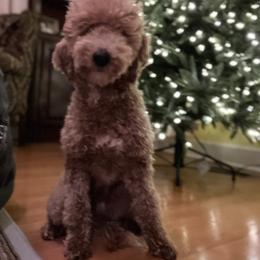 Beau - Cream Goldendoodle puppy in Tennessee from Wonder Poodles and Doodles