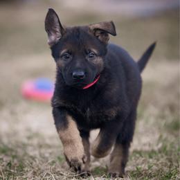 Pink collar - Sable female German Shepherd puppy in Prospect, Connecticut from Di Massimo Canile