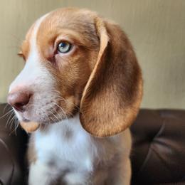 Stanley - Brown white and tan male Beagle puppy in Bois D Arc, Missouri from Country Home Pets and Farm