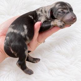 Judith - AKC Registered - Dapple female Dachshund puppy in Homestead, Florida from Florida Mini Dachshunds and Danes