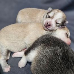 Boy 1 (name TBD) - Silver and white male Pomsky puppy in Southern California, California from SoCal Pomskies LLC