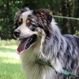 Apollo - Miniature Australian Shepherd