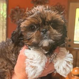 Gorilla - Sable and white male Shih Tzu puppy in Nekoosa, Wisconsin from Brox Acres House of Fur LLC