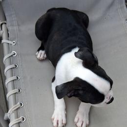 Rocket - Black and white male Boston Terrier puppy in Gaffney, South Carolina from Battlefield Kennels
