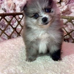 Pomeranian Puppies from Nel’s Pomeranians