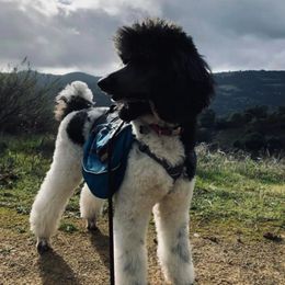 Poodles from Sixteenth Storm Poodles