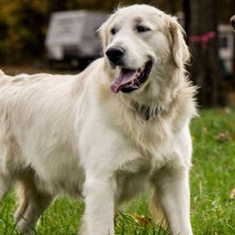 STANLEY - Golden Retriever