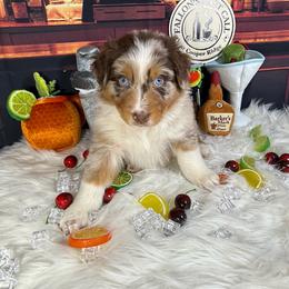 Whiskey - Red merle male Australian Shepherd puppy in Fredericksburg, Virginia from Cooper Ridge Aussies