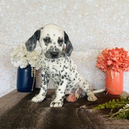 Clarabelle - White and black Dalmatian puppy in Motley, Minnesota from Dynasty Paws