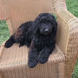 Amani - Black female Poodle puppy in Aurora, Colorado from Simply Amazing Doodles