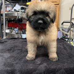 Bouvier des Flandres Puppies from SLR Kennels