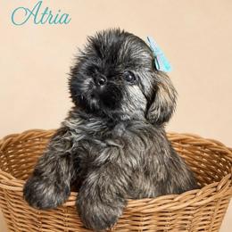 Atria - Brindle female Shih Tzu puppy in Abilene, Texas from L&L Euro Boxers and Small Town Shih Tzus