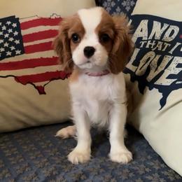 Ms. Red - Blenheim female Cavalier King Charles Spaniel puppy in Erie, Pennsylvania from CAVALMAGNE