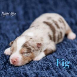Fig - Red merle male Miniature American Shepherd puppy in Herriman, Utah from Painted Blue Aussies