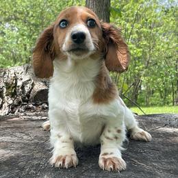 Kurt - Dapple male Dachshund puppy in Industry, Illinois from KDKs Kennels
