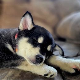 Pomskies from Pinny Pomskies