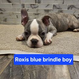 Blue brindle Boy 4 - Boston Terrier puppy from Benhams Bostons