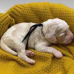 Violet - Buff and white female Cockapoo puppy in Claremont, North Carolina from Magnolia Grove Farms