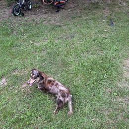 Nutmeg - Dachshund