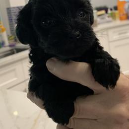 Asher - Black male Yorkipoo puppy in Collier County, Florida from Star Catcher Pups