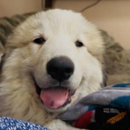 Boy 1 - White male Great Pyrenees puppy in Milton Freewater, Oregon from Polar Light Great Pyrenees