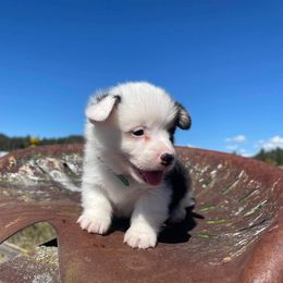 Pembroke Welsh Corgi Puppies from Top-Notch Paws