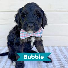 Bubbie - Black male Australian Labradoodle puppy in Harrisonville, Missouri from Blessed Day Doodles