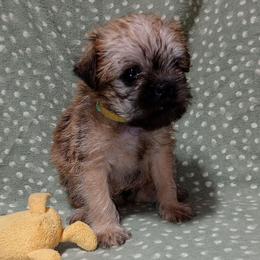 Finley - Red male Brussels Griffon puppy in Berkeley Springs, West Virginia from Turkey Ridge Brussels Griffons