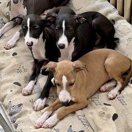 Redi - Red male Italian Greyhound puppy in Snow Camp, North Carolina from Integra Italian Greyhounds