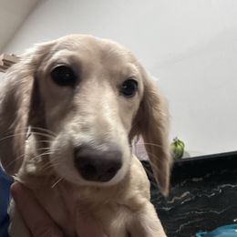 Sammie - Dachshund