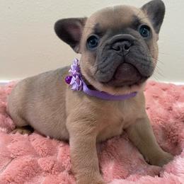 Clementine - Blue fawn female French Bulldog puppy in Spanaway, Washington from Beloved Frenchies