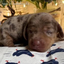 Andy - Dapple female Dachshund puppy in Fayetteville, West Virginia from Loop Creek Dachshunds
