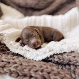 Hershey - Chocolate male Goldendoodle puppy in Syracuse, Indiana from The Doodle Cove
