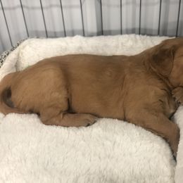 Golden Retriever Puppies from Oak Bluff Golden Retrievers