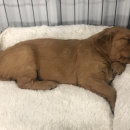 Golden Retriever Puppies from Oak Bluff Golden Retrievers