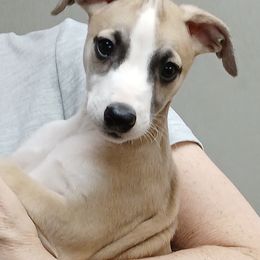 Whippet Puppies from Kamada Whippets