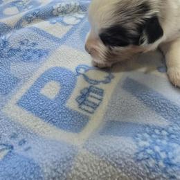 Miniature Australian Shepherd Puppies from Wee Aussies