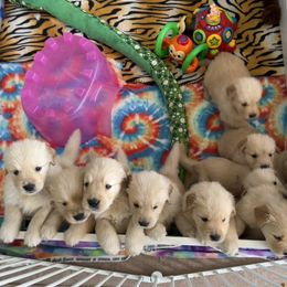 Golden Retriever Puppies from Evergrace Goldens