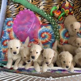 Golden Retriever Puppies from Evergrace Goldens