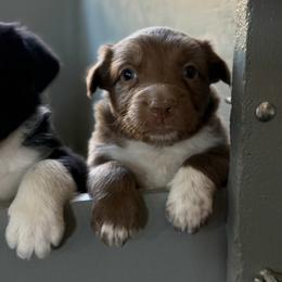 Girl 6 - Red female Border Collie puppy in Oroville, California from Coalcyn Kennels