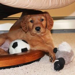 Golden Retriever Puppies from Saturday Night Golden Retrievers
