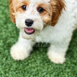 Australian Labradoodle, Cavapoo, and Goldendoodle Puppies from Deer Creek Labradoodles