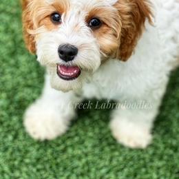 Australian Labradoodle, Cavapoo, and Goldendoodle Puppies from Deer Creek Labradoodles