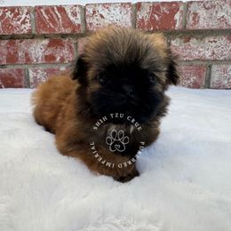 Ritchie - Gold male Shih Tzu puppy in Tehachapi, California from Shih Tzu Crue