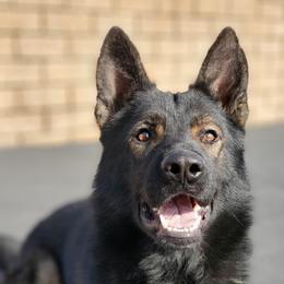 German Shepherds from z Hodinek