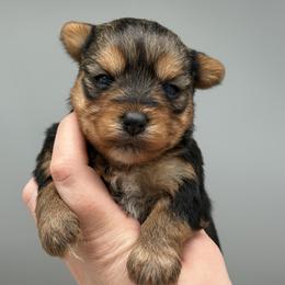 Chanel - Black and tan female Yorkshire Terrier puppy in Newark, Ohio from Champagne Charm Yorkies