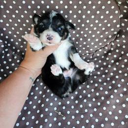 Hank - Black and tan male Pembroke Welsh Corgi puppy in Orrtanna, Pennsylvania from Mountain Top Shepherd's