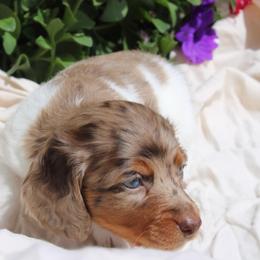 Teddy Chocolate Dapple Pie Girl long hair - Dapple female Dachshund puppy in Stockton, California from Wiggles & Wags Dachshund's