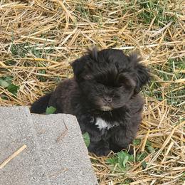 Cocoa - Brown male Shichon puppy in Imperial, Missouri from Shichon Teddybear  puppies of Miss