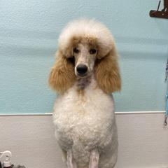 Melody - Poodle